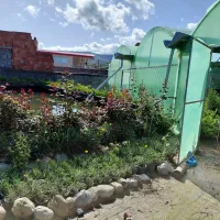 یاس هلندی ، شمشاد طلایی، پالم ، فضای بیرونی