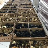 انواع جوجه یک روزه عمده  کمترین قیمت