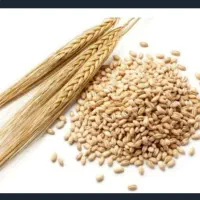 جو دیم درجه یک تناژ