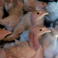 جوجه بوقلمون یکماهه