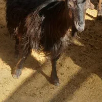 بزجوان شکم دوم دوقلوزا و۴راس میش وشیشک رومایه|حیوانات مزرعه|مرودشت, ده بید|دیوار