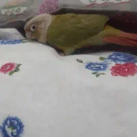 طوطی گریچینگ