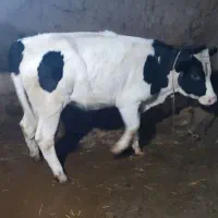 گوساله ماده