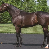 عمل اخته اسب نریون