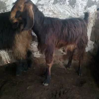 کهره نر و چویش