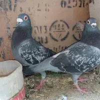 نرماده مسافتی|حیوانات مزرعه|زابل, |دیوار