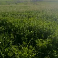 ملک-کشاورزی-با-پروانه-گلخانه
