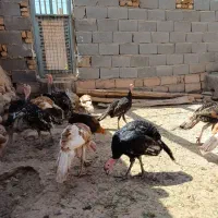 بوقلمون برنز و بوربون موقعیت گرمسار|حیوانات مزرعه|تهران, هاشم‌آباد|دیوار