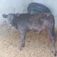 گوساله نر برانسوییس