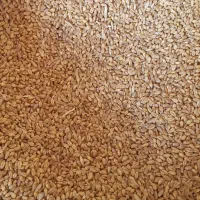 گندم بذری پیشگام