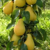 نهال گلابی پربار|خدمات باغبانی و درختکاری|کرمانشاه, |دیوار
