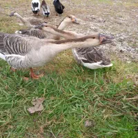 غاز قو|حیوانات مزرعه|رشت, بازار|دیوار