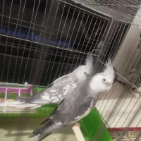 جفت عروس هلندی