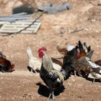 تخم نطفه دار مرغ و خروس کوردی اصیل و گلین