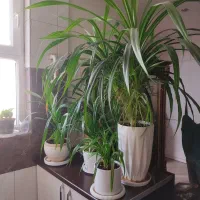 گل پاندانوس