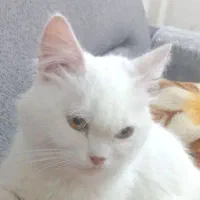 گربه سفید چشم عسلی پرشین