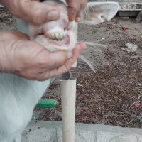 بز سانن ۴ زایمان