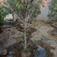 درخت چند ساله...|حراج|شهرضا, |دیوار