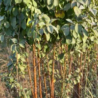 نهال های اصلاح شده و لیبل دار ممتاز|خدمات باغبانی و درختکاری|اصفهان, چرخاب|دیوار