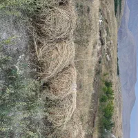 50 بسته یونجه
