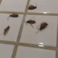 سمپاشی موریانه،سم پاشی سوسک سمپاشی موش و...|خدمات نظافت|اصفهان, سعادت‌آباد|دیوار