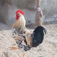 خروس جوان|حیوانات مزرعه|سلماس, |دیوار