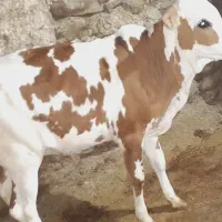 گاو جوان با گوساله ماده