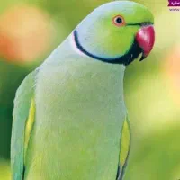 طوطی ملنگو و عروس هلندی و طوطی برزیلی|پرنده|بندر ماهشهر, |دیوار