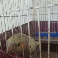 عروس هلندی رام نیمه رام مولد|پرنده|فومن, |دیوار