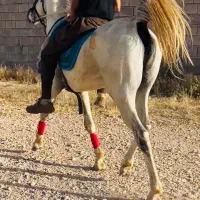 اسب نریون سفید