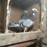 کبوتر پلاکی ناجلد معاوضه با مرغ و خروس فقط|پرنده|یزد, |دیوار