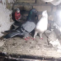 سه عدد کبوتر آس و پرشی به فروش میرسد