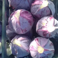 بار چمدانی از هند