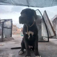توله کن کورسو|سگ|مشهد, هفده شهریور|دیوار