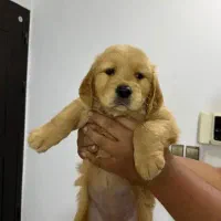 بلفی