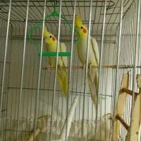 جفت عروس هلندی بخون بالوازم|پرنده|قدس, شهرک صنعتی زاگرس|دیوار