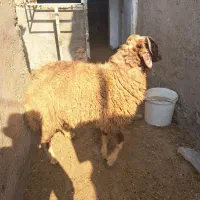 گوسفند