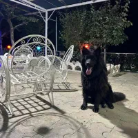 ژرمن بلک نر