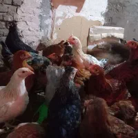 مرغ طاقچه گلپایگان و کاکلی تزیینی