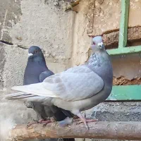 پلاکی|پرنده|لردگان, |دیوار