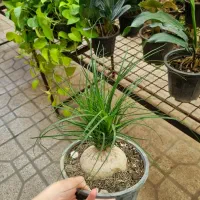 برگ عبایی، دیفن باخیا، بن سای لیندا|گل و گیاه طبیعی|شیراز, شهرک والفجر|دیوار