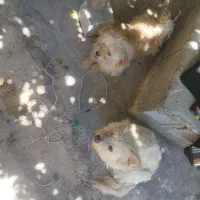 فروش سگ نر و ماده