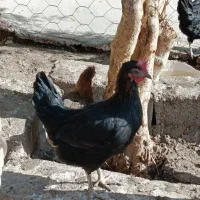 مرغ محلی اصل|حیوانات مزرعه|بیستون, |دیوار