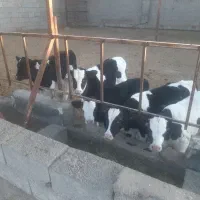 فروش گوساله