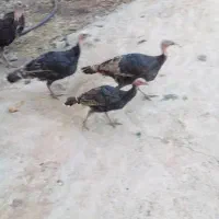 فروش بوقلمون محلی اصل