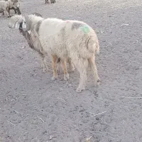 قوچ دو رون جوان|حیوانات مزرعه|سیدان, |دیوار