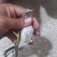 سهره جوجه قفس رسمی