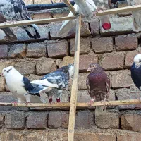 کفتره کفتر بازی زحمت کشیده خال و پرش...