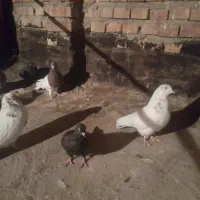 تعدادی کبوترفروشی