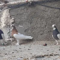 جفت طوق سیاه سوسنی،طوق زرد|پرنده|فسا, |دیوار